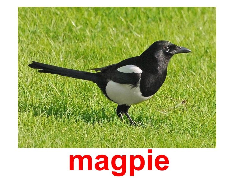 Сорока magpie
